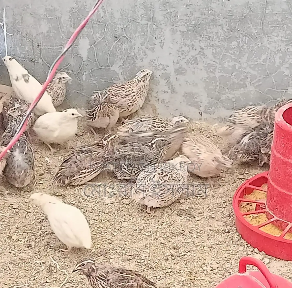 Japanese Quail Hatching Eggs