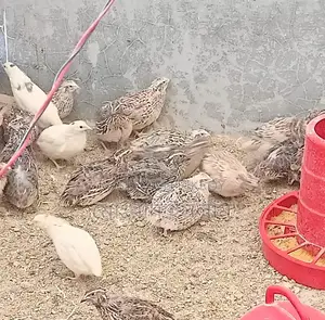Japanese Quail Hatching Eggs