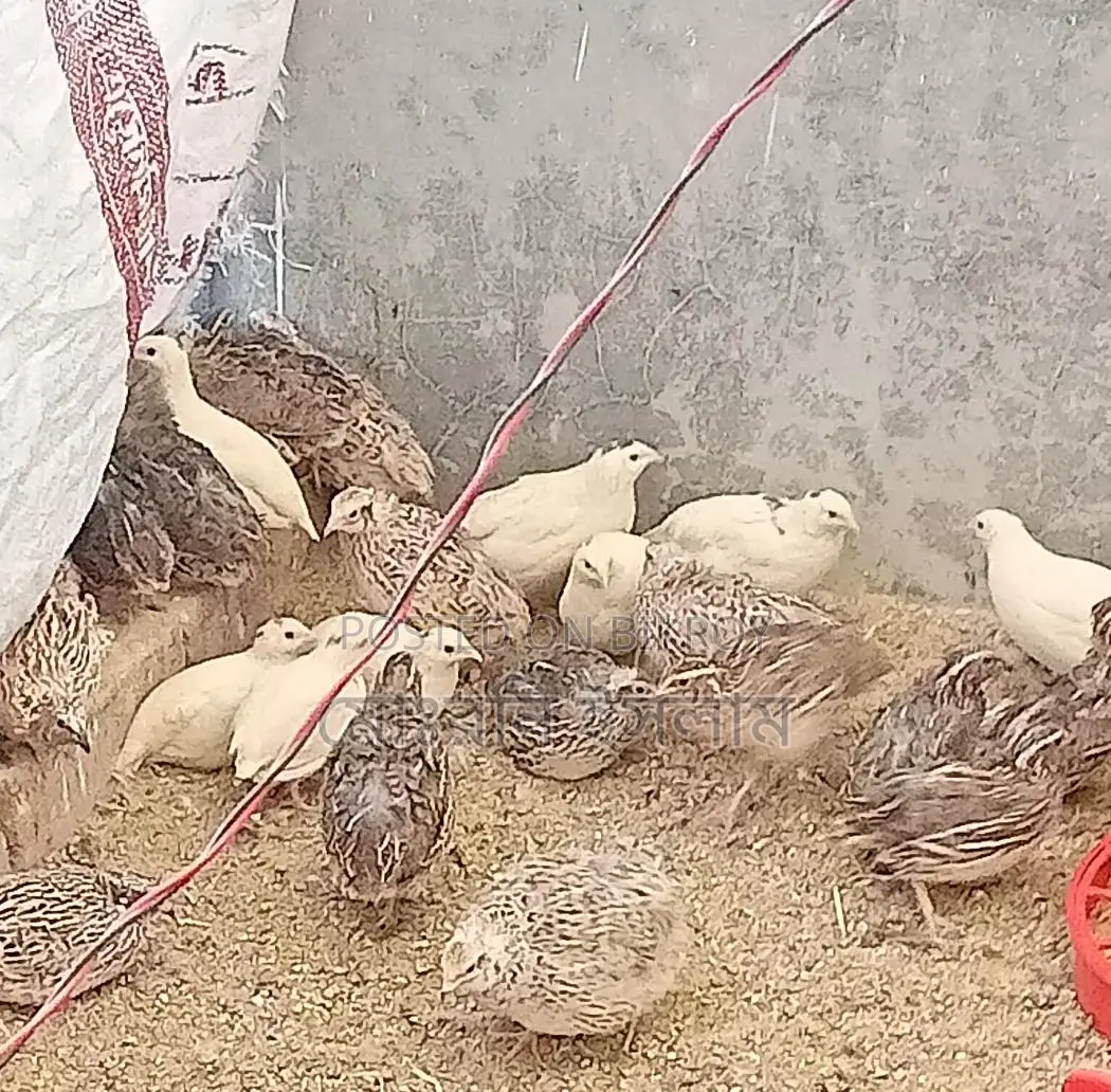 Japanese Quail Hatching Eggs