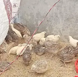 Japanese Quail Hatching Eggs
