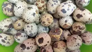 Japanese Quail Hatching Eggs