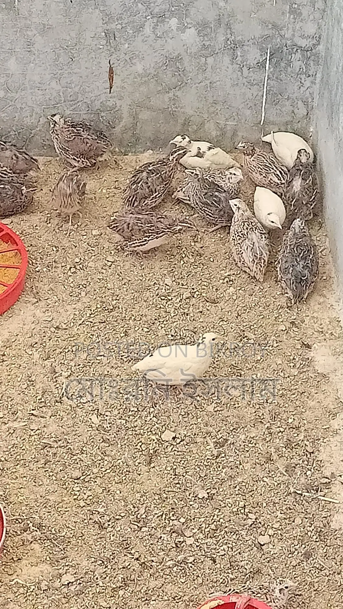 Japanese Quail Hatching Eggs