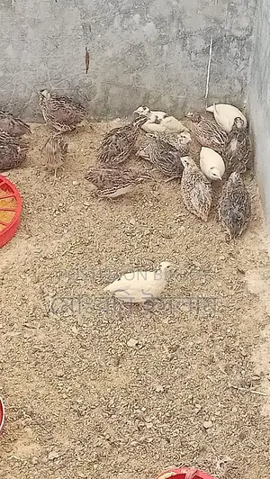 Japanese Quail Hatching Eggs