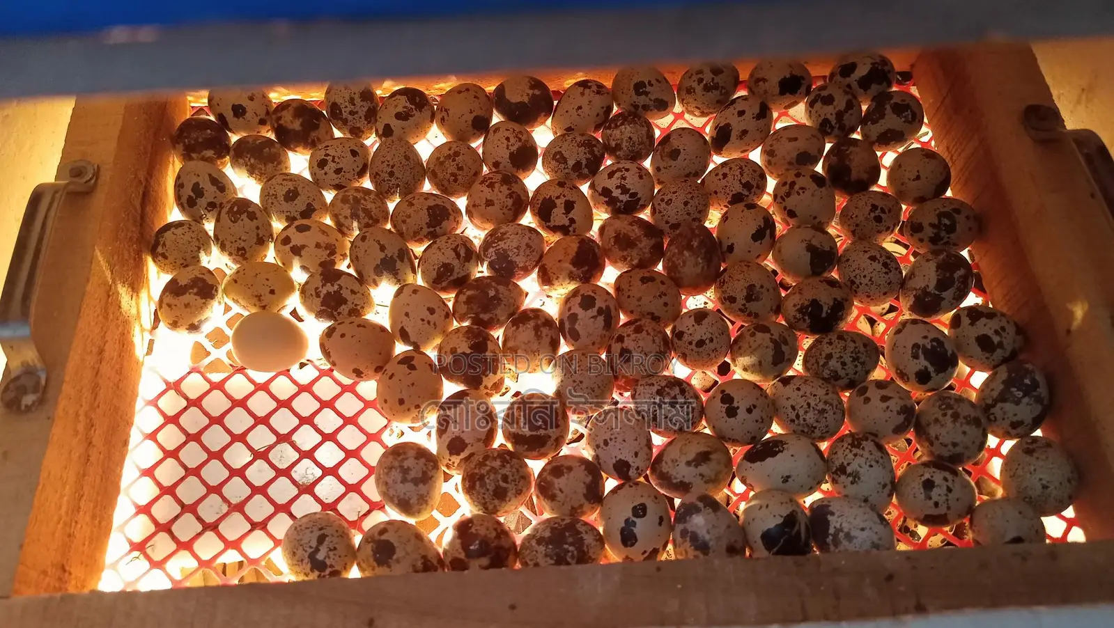 Japanese Quail Hatching Eggs
