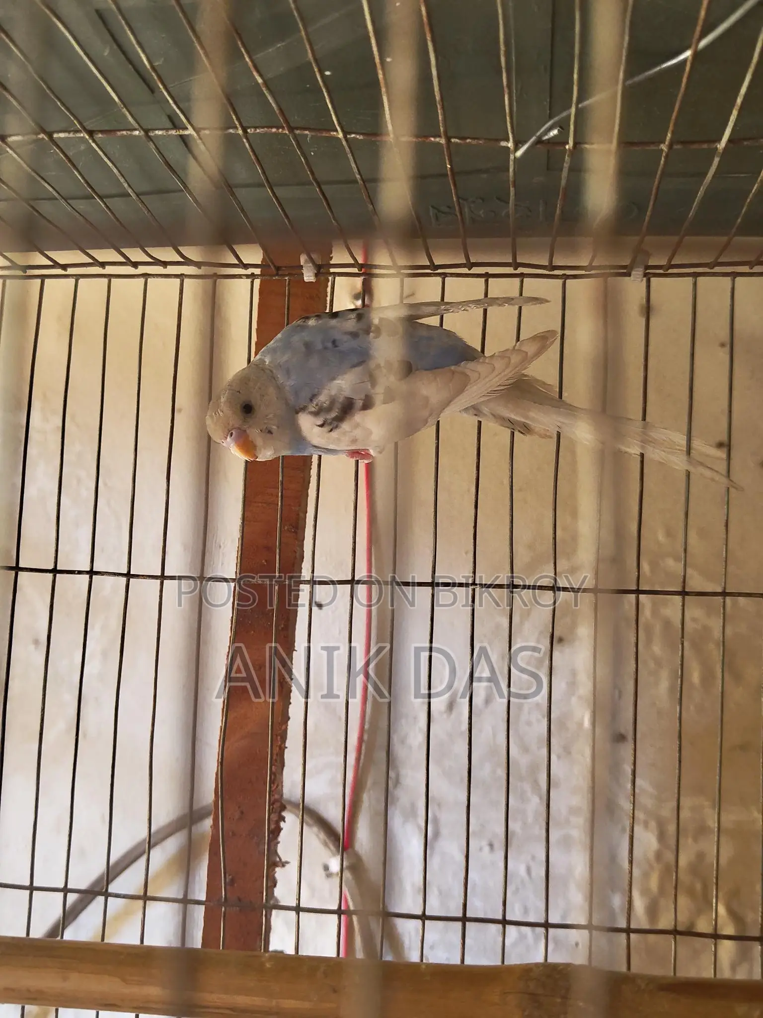 Budgerigar Bird