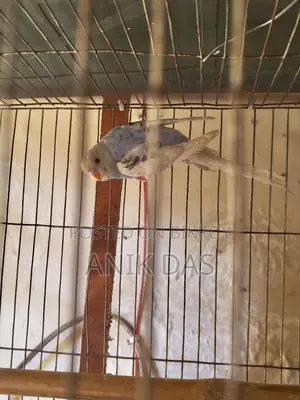 Budgerigar Bird