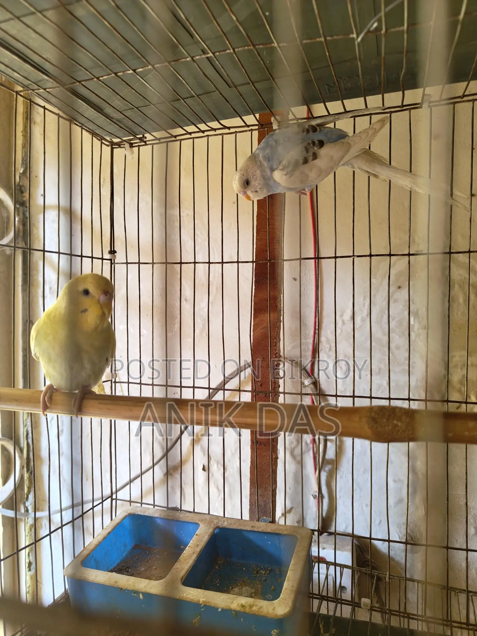 Budgerigar Bird