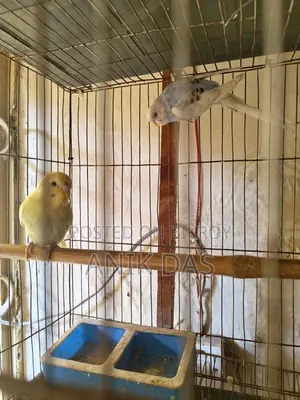Budgerigar Bird
