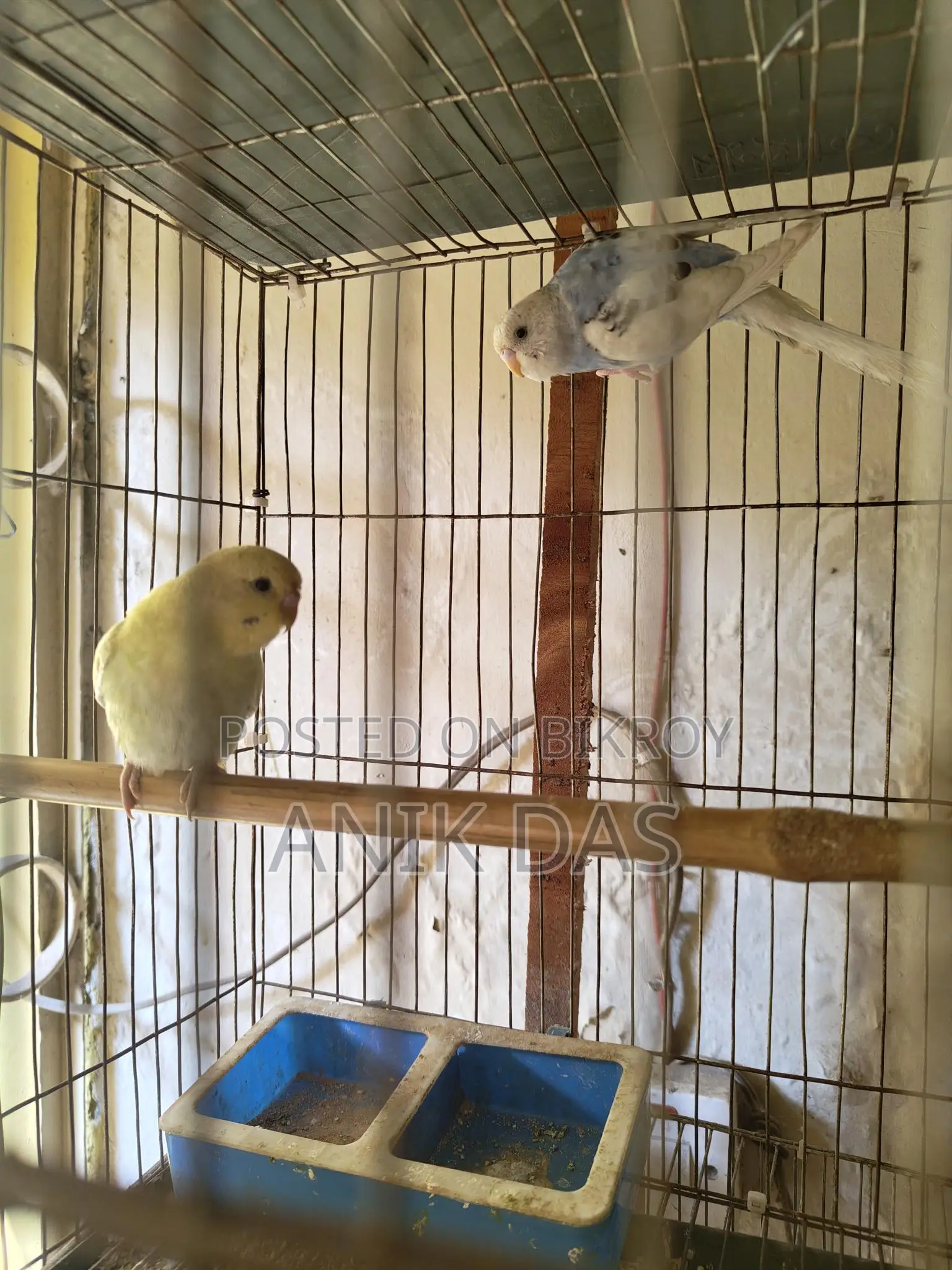 Budgerigar Bird