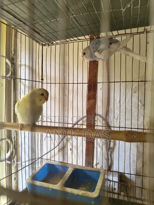 Budgerigar Bird