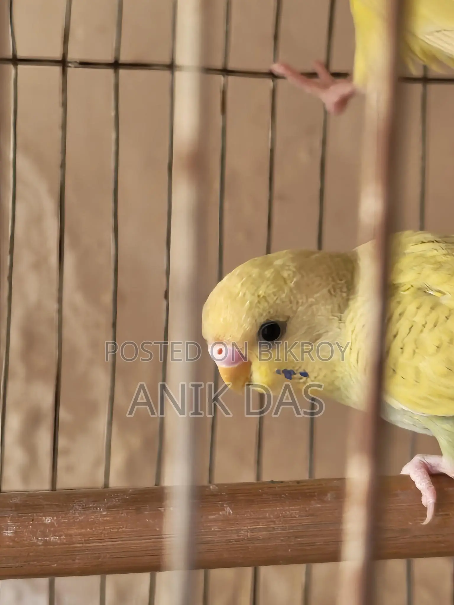 Budgerigar Bird