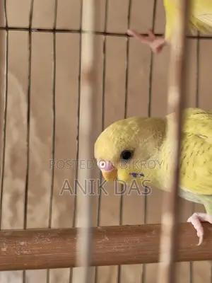 Budgerigar Bird