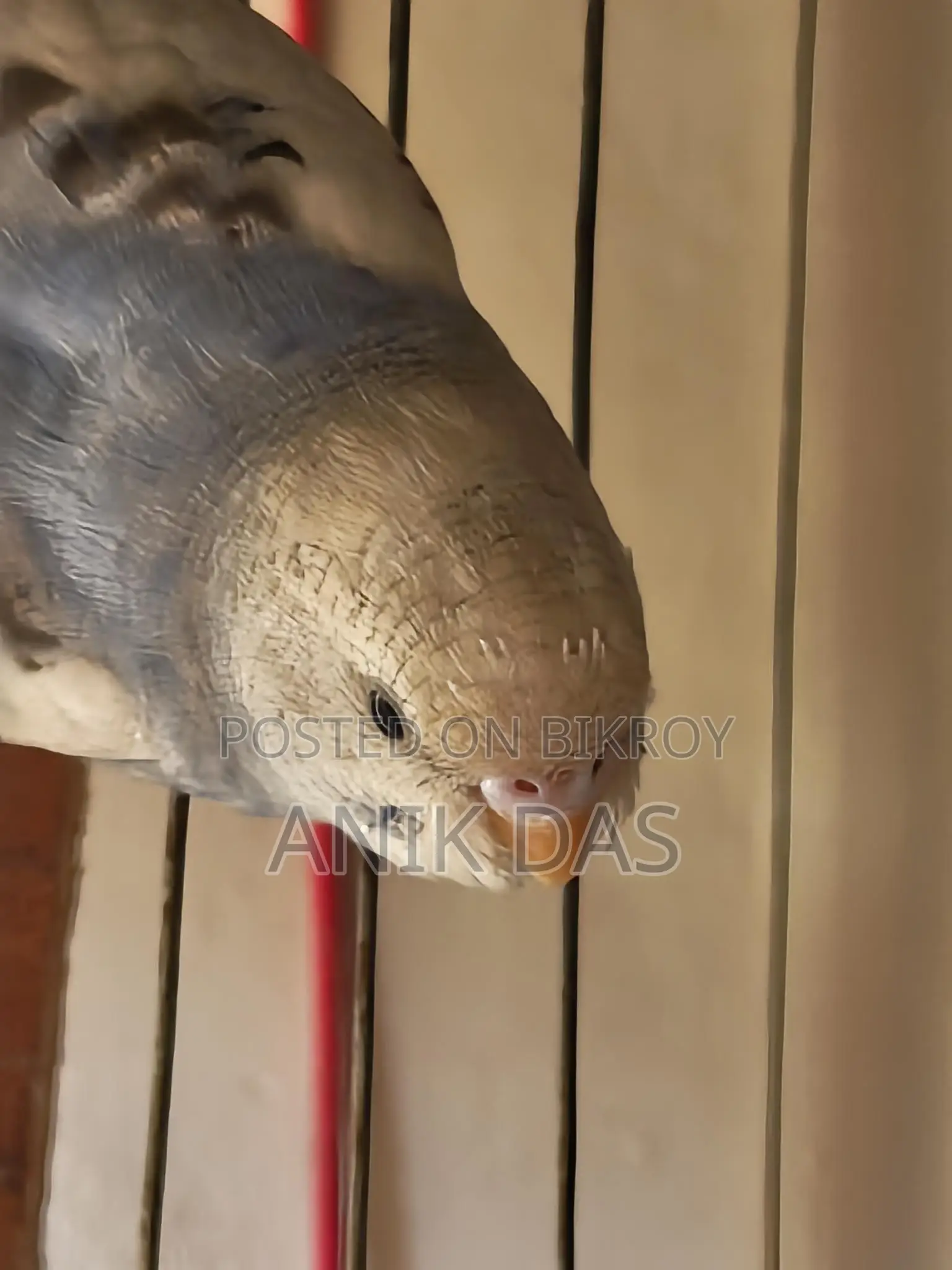 Budgerigar Bird