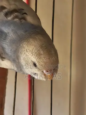 Budgerigar Bird