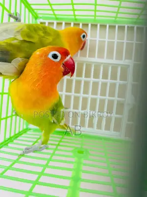Running Lovebirds