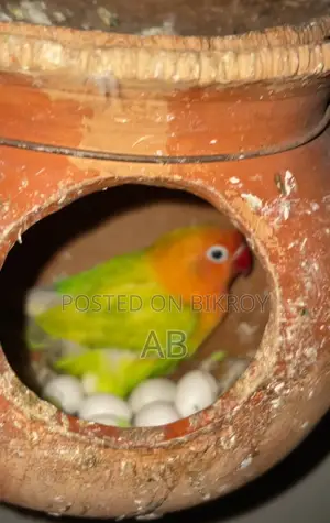 Running Lovebirds