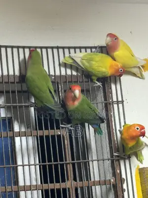 Running Lovebirds