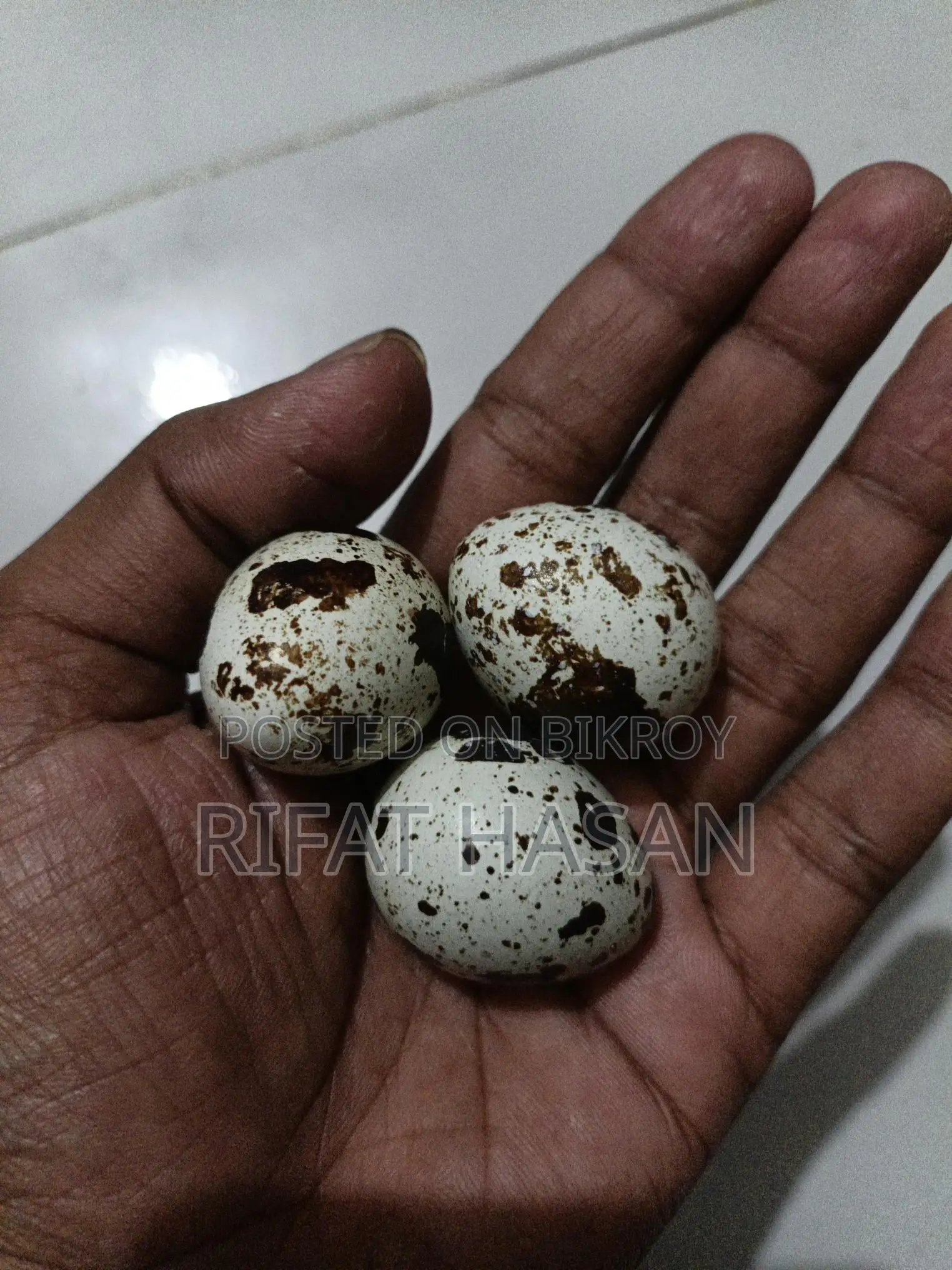 Quail Feed and Hatching Eggs