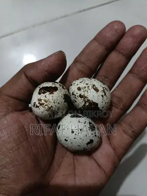 Quail Feed and Hatching Eggs