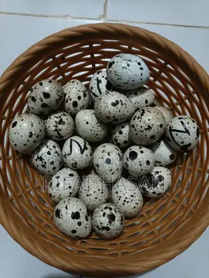 Quail Feed and Hatching Eggs