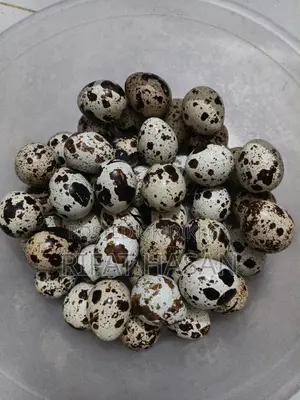 Quail Feed and Hatching Eggs