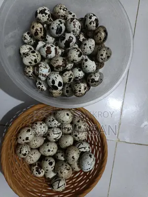 Quail Feed and Hatching Eggs