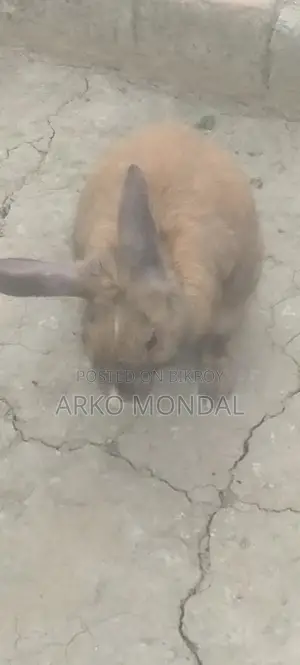Rabbit for Sale