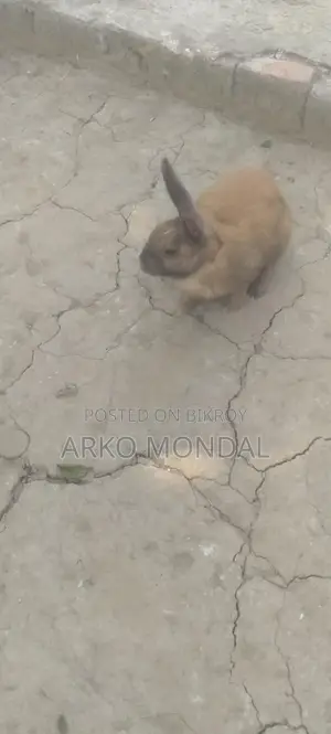Rabbit for Sale