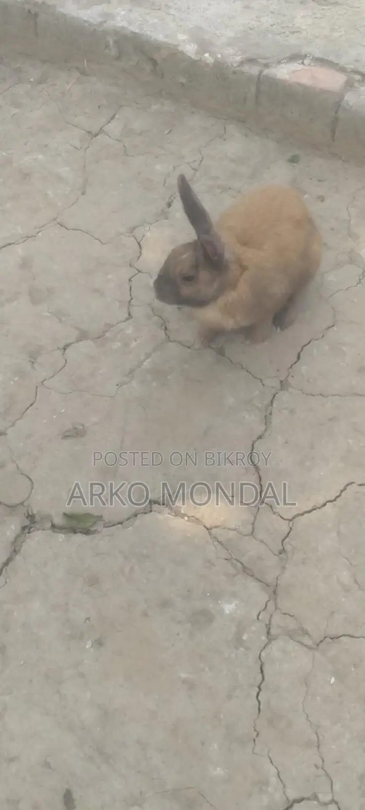 Rabbit for Sale