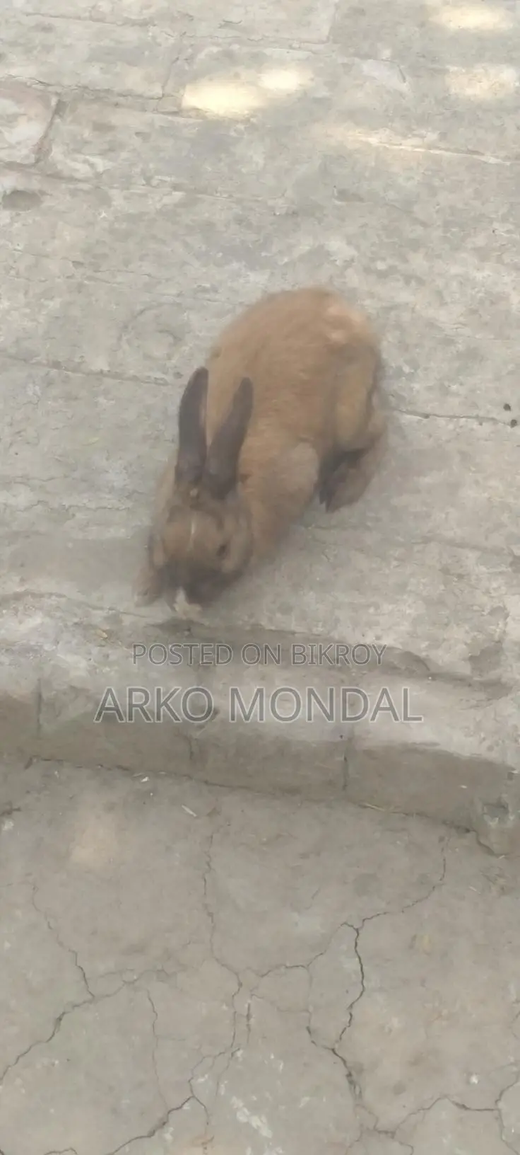 Rabbit for Sale