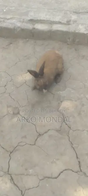 Rabbit for Sale