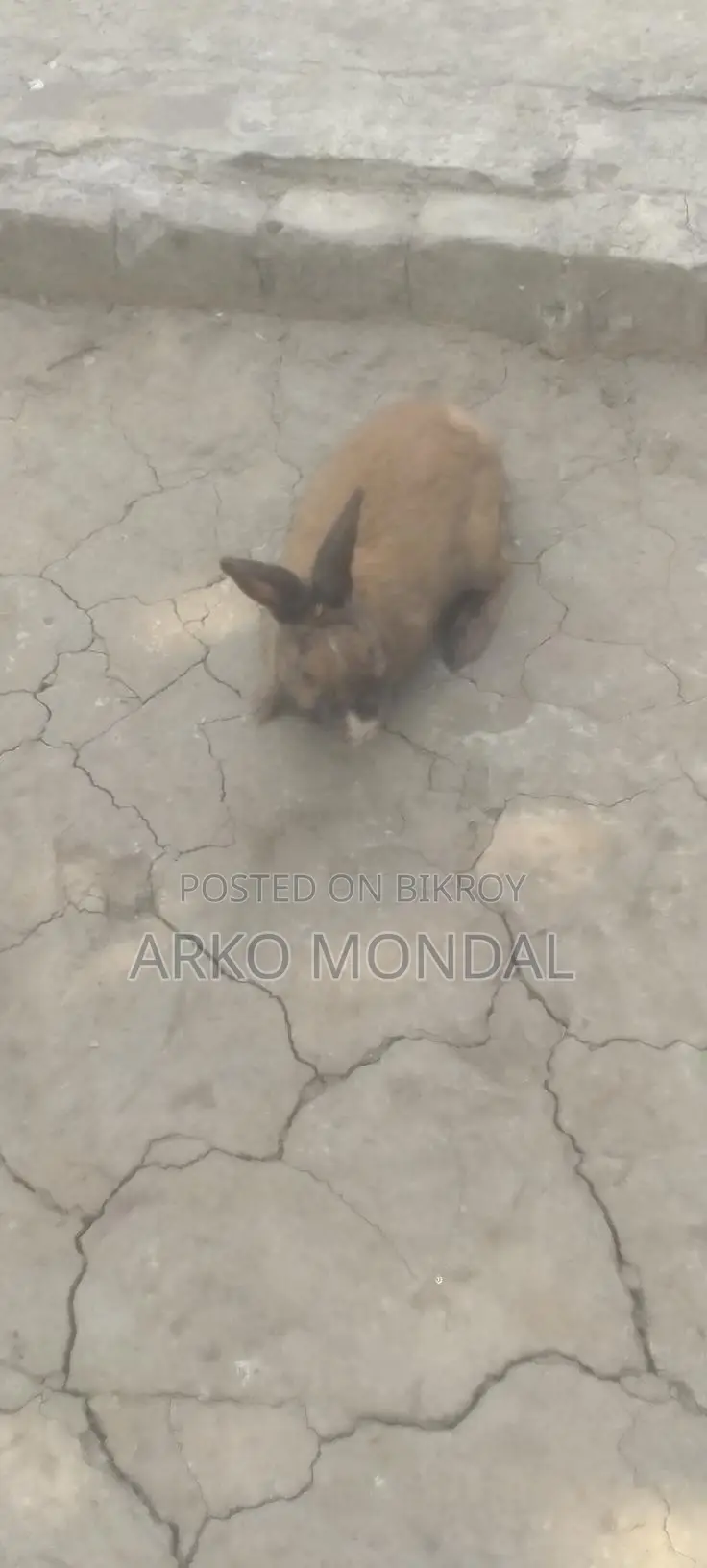 Rabbit for Sale