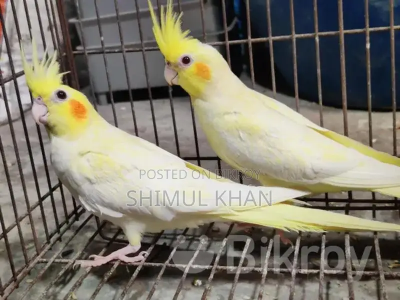 One Red Eye Heavy Pearl Cockatiel for Sale