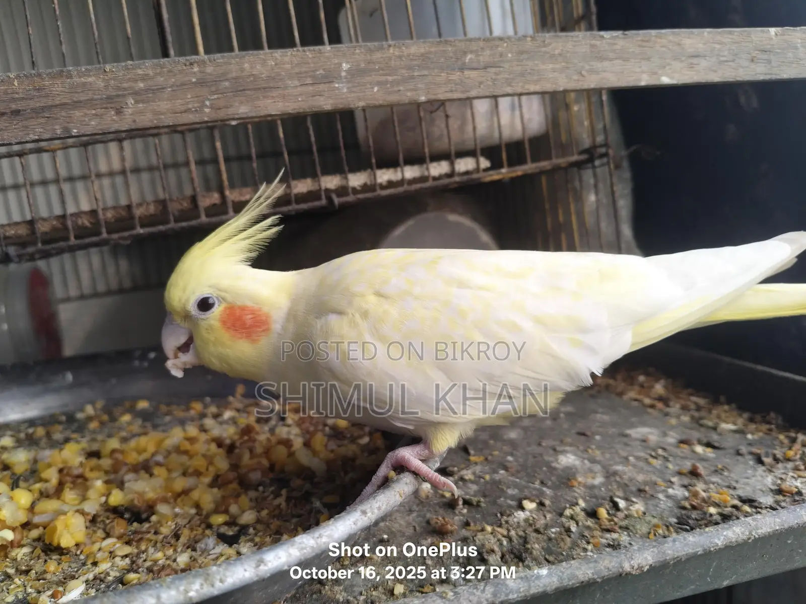 One Red Eye Heavy Pearl Cockatiel for Sale
