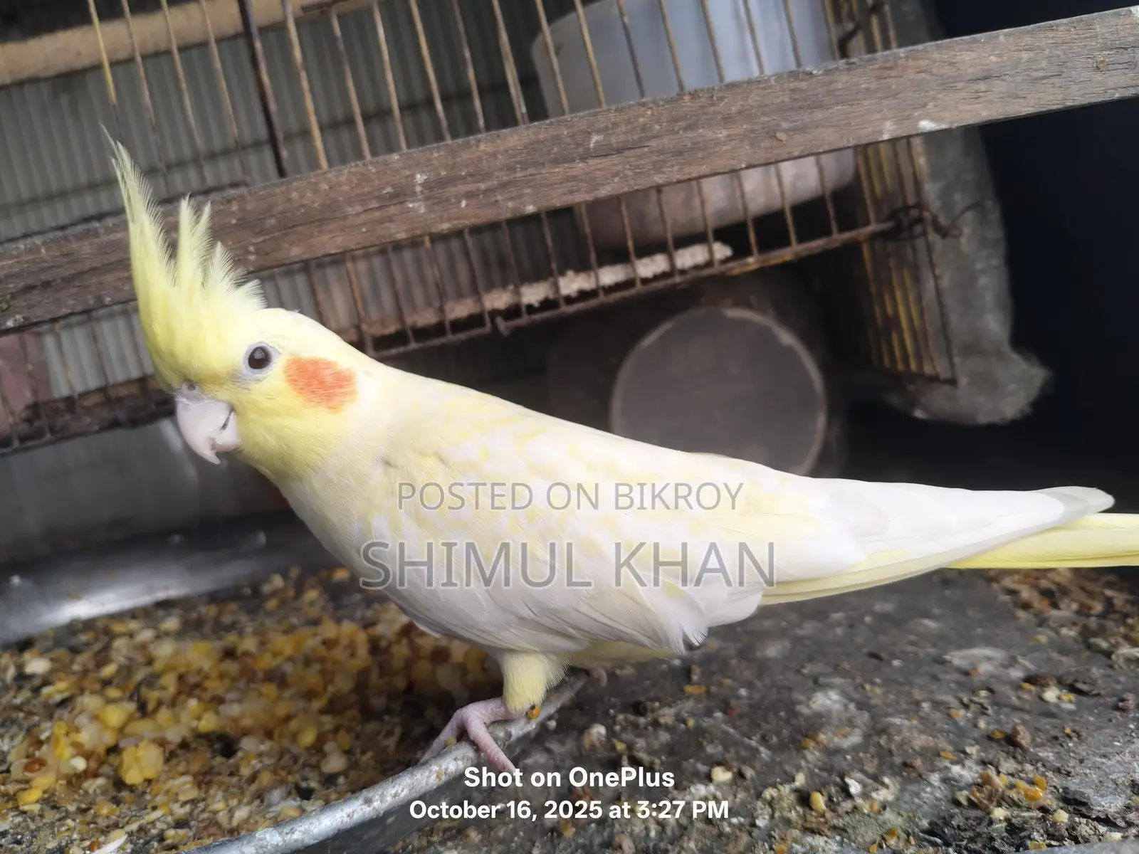 One Red Eye Heavy Pearl Cockatiel for Sale