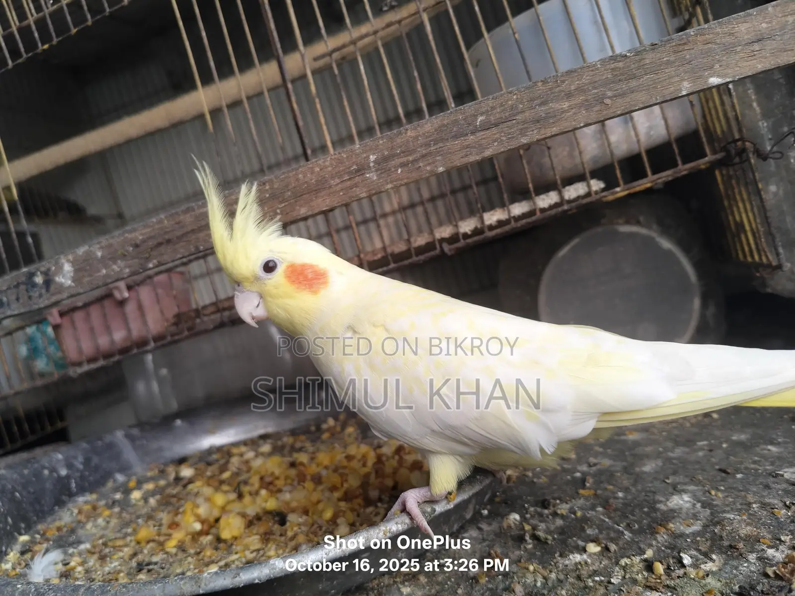 One Red Eye Heavy Pearl Cockatiel for Sale