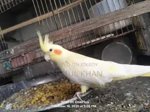 One Red Eye Heavy Pearl Cockatiel for Sale