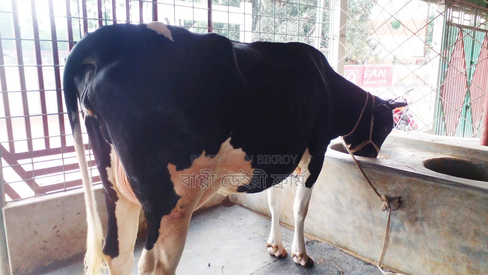 ১০৫৬নং গাভী বিক্রয় হবে।