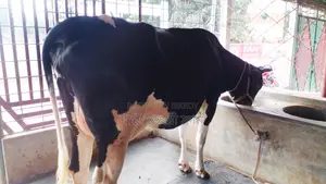 ১০৫৬নং গাভী বিক্রয় হবে।