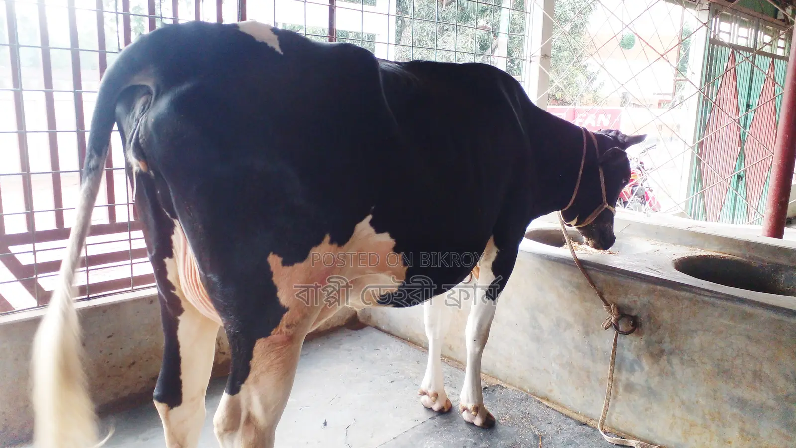 ১০৫৬নং গাভী বিক্রয় হবে।