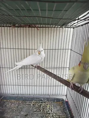 ব্ল্যাক আই মেল