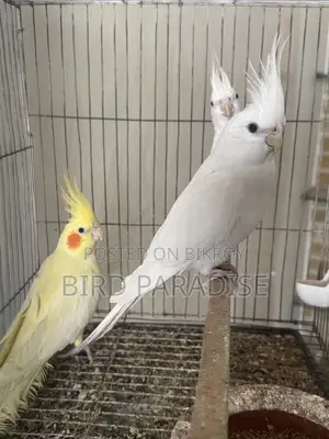 ব্ল্যাক আই মেল