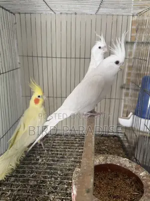 ব্ল্যাক আই মেল
