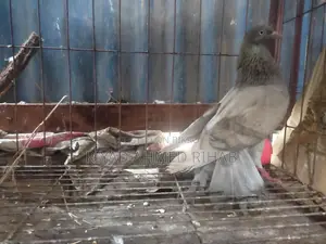 EKTA single nor sell kora hobe