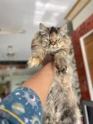 Need a cat house