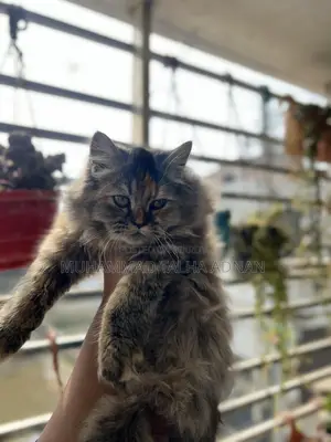 Need a cat house