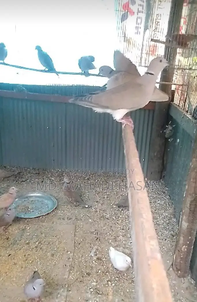 বিদেশি ঘুঘু