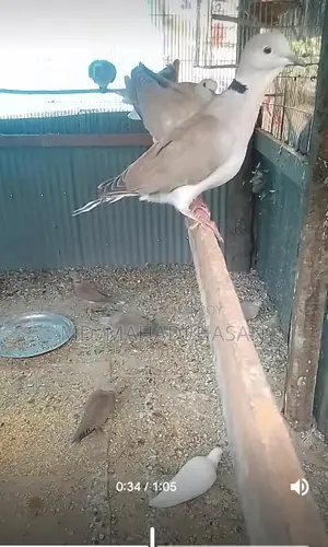 বিদেশি ঘুঘু