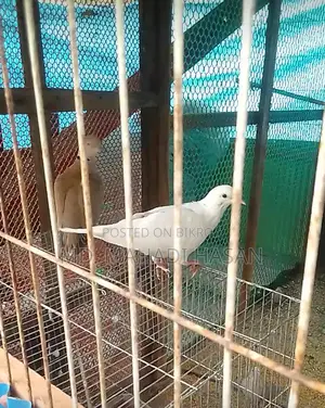 বিদেশি ঘুঘু