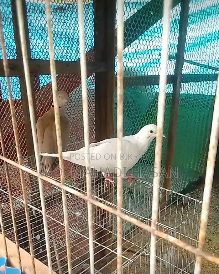 বিদেশি ঘুঘু